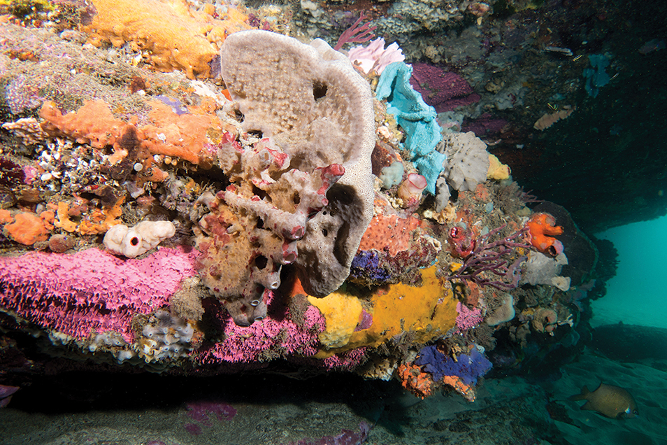 a colourful display of sea sponges.