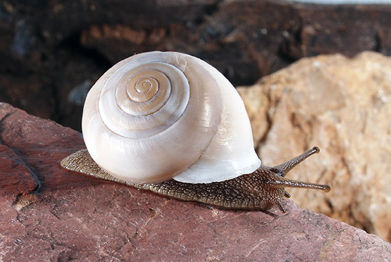 desert snail shells