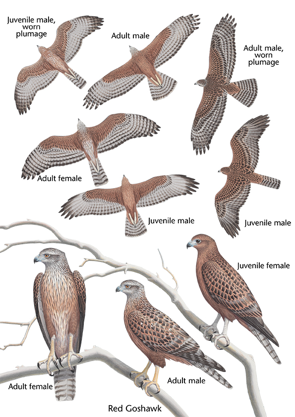 How to identify birds of prey