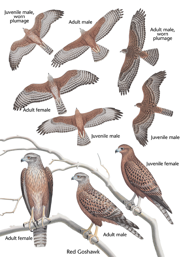 Birds of Stephen Debus' eagled-eyed observations – CSIRO PUBLISHING