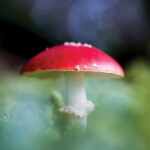 Shallow focus photography of red mushroom