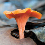 Shallow focus photography of orange mushroom