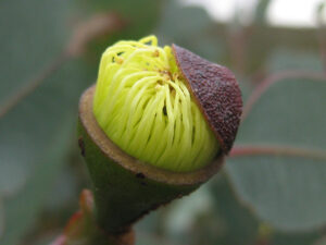 Close up of green flower bud