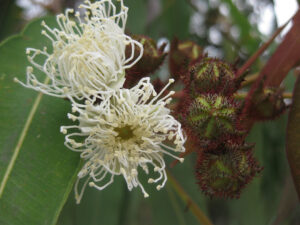 Close up of white eucalyptus blossoms and flower buds