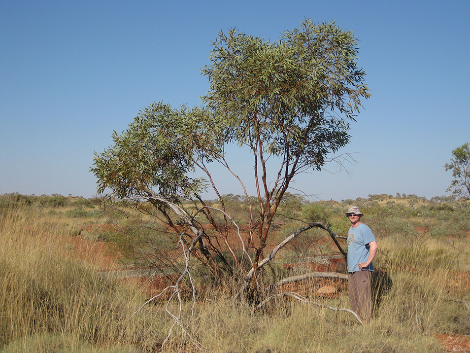 Man standing outside with eucalyptus tree