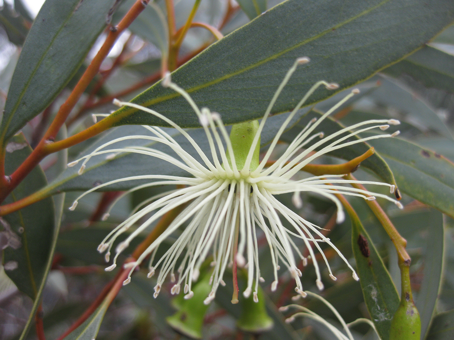 Close up of white eucalyptus flower