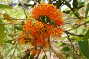Close up of red eucalyptus blossoms
