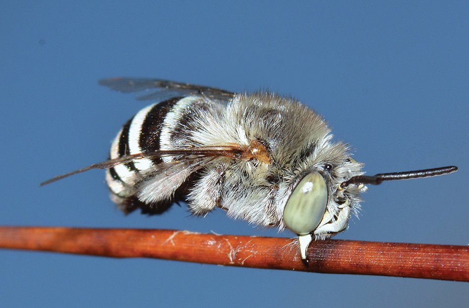 Amegilla (Zonamegilla) murrayensis, male bee