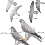 Selection of Grey Falcon images
