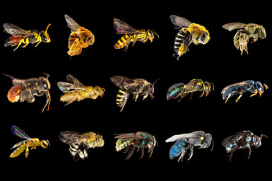 A selection of Australian native bees