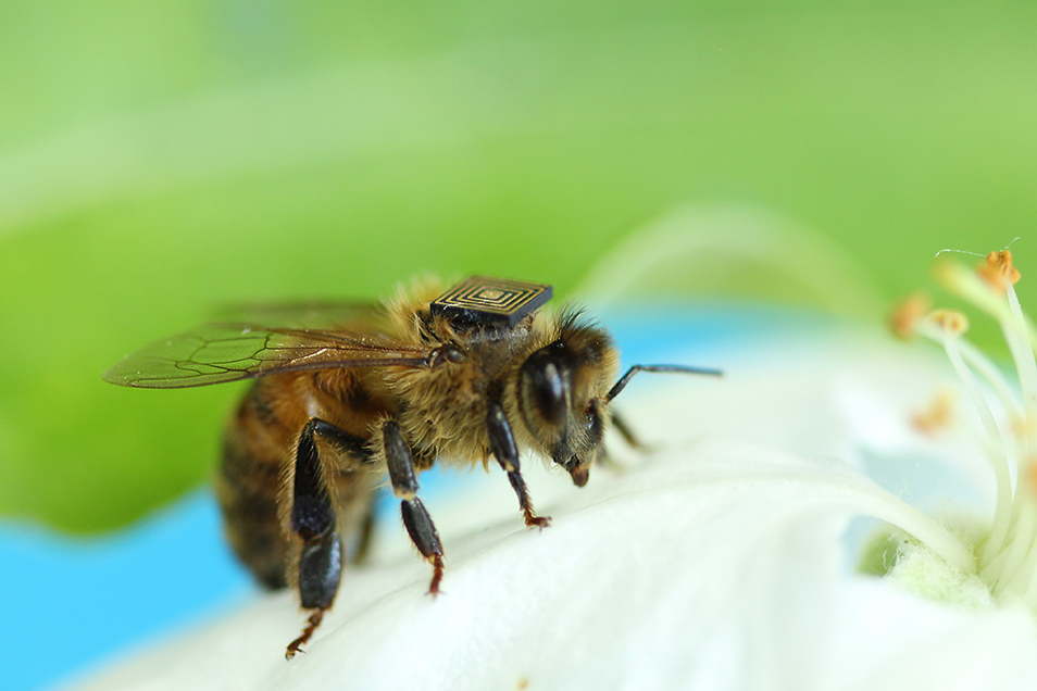 Bee with sensor on back