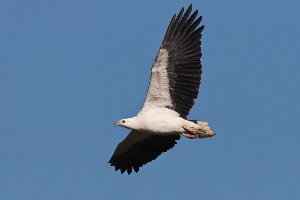White-bellied Sea-Eagle in flight
