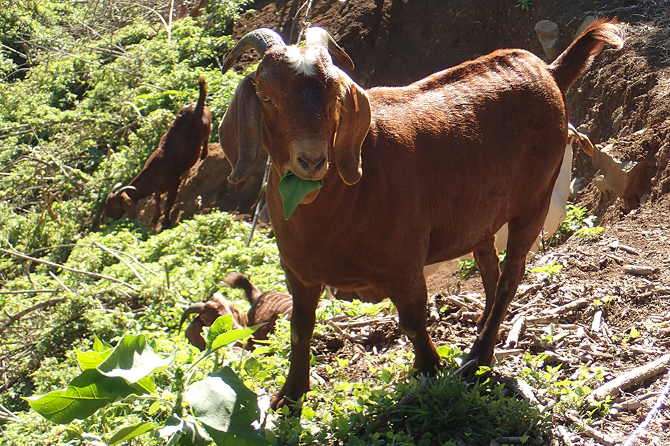 Goat chewing on tobacco weed