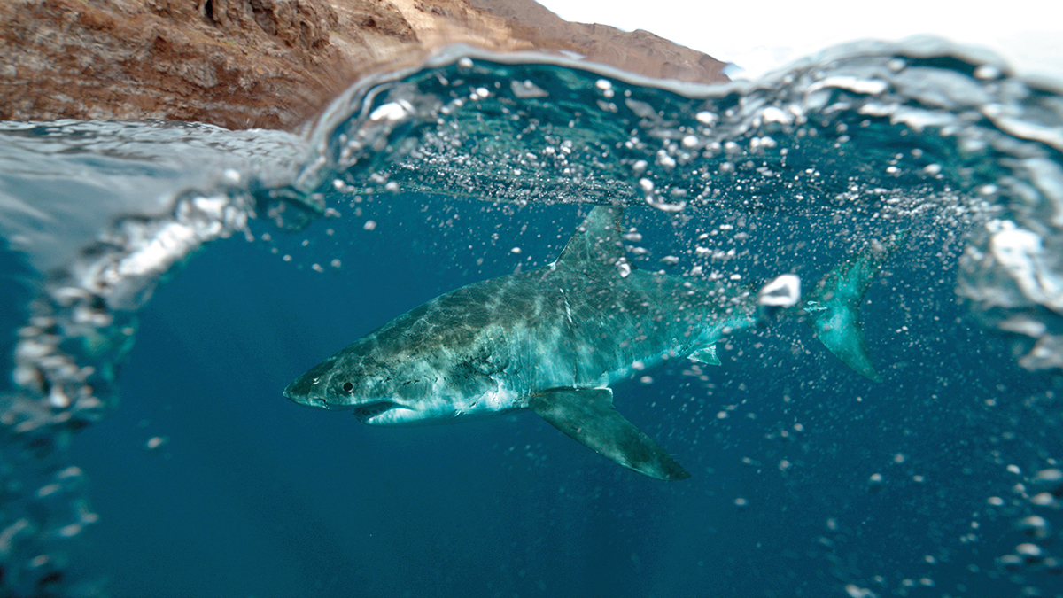 underwater photograph of a shark