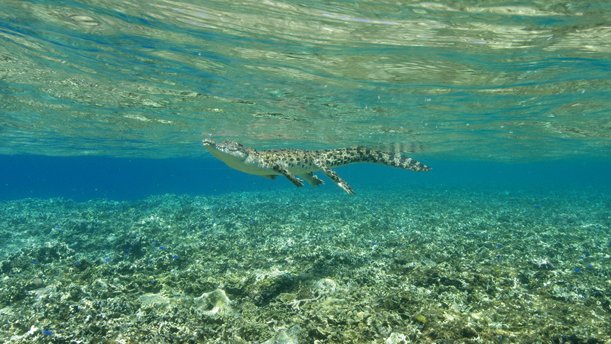 underwater photograph of a crocodile in clear water