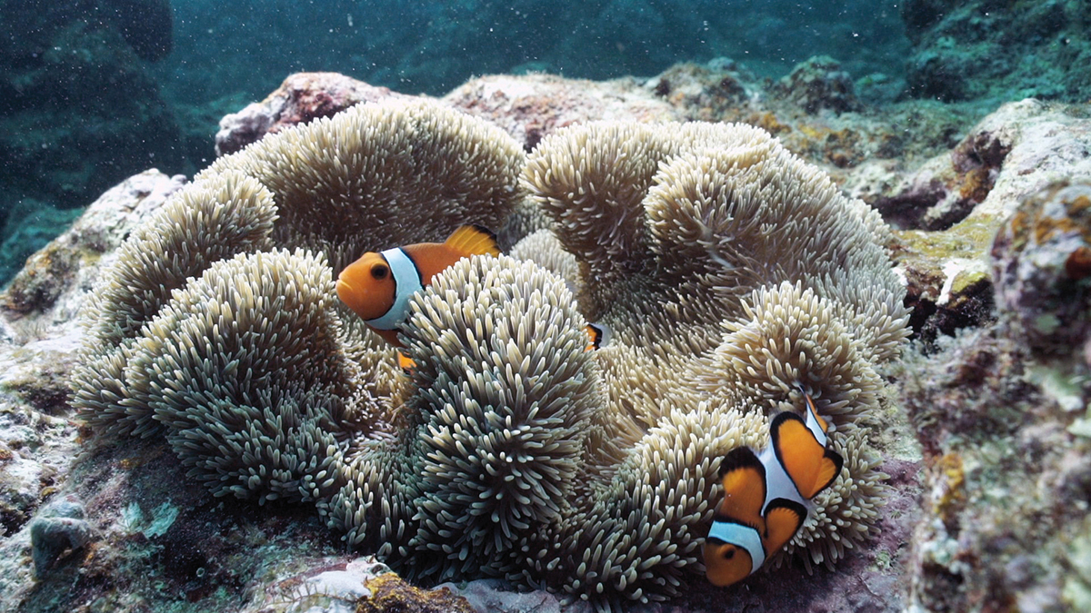 clown fish swimming in anemone