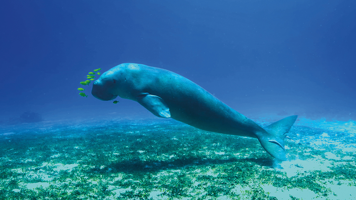 Underwater photograph of dugong swimming with little yellow fish