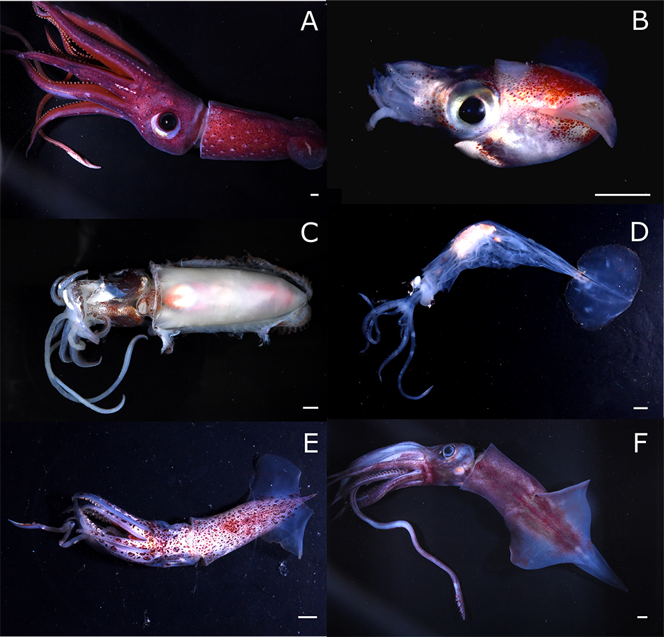 six photos of cephalopod specimens