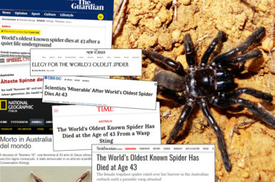 Collage of newspaper headlines over photo of a black spider