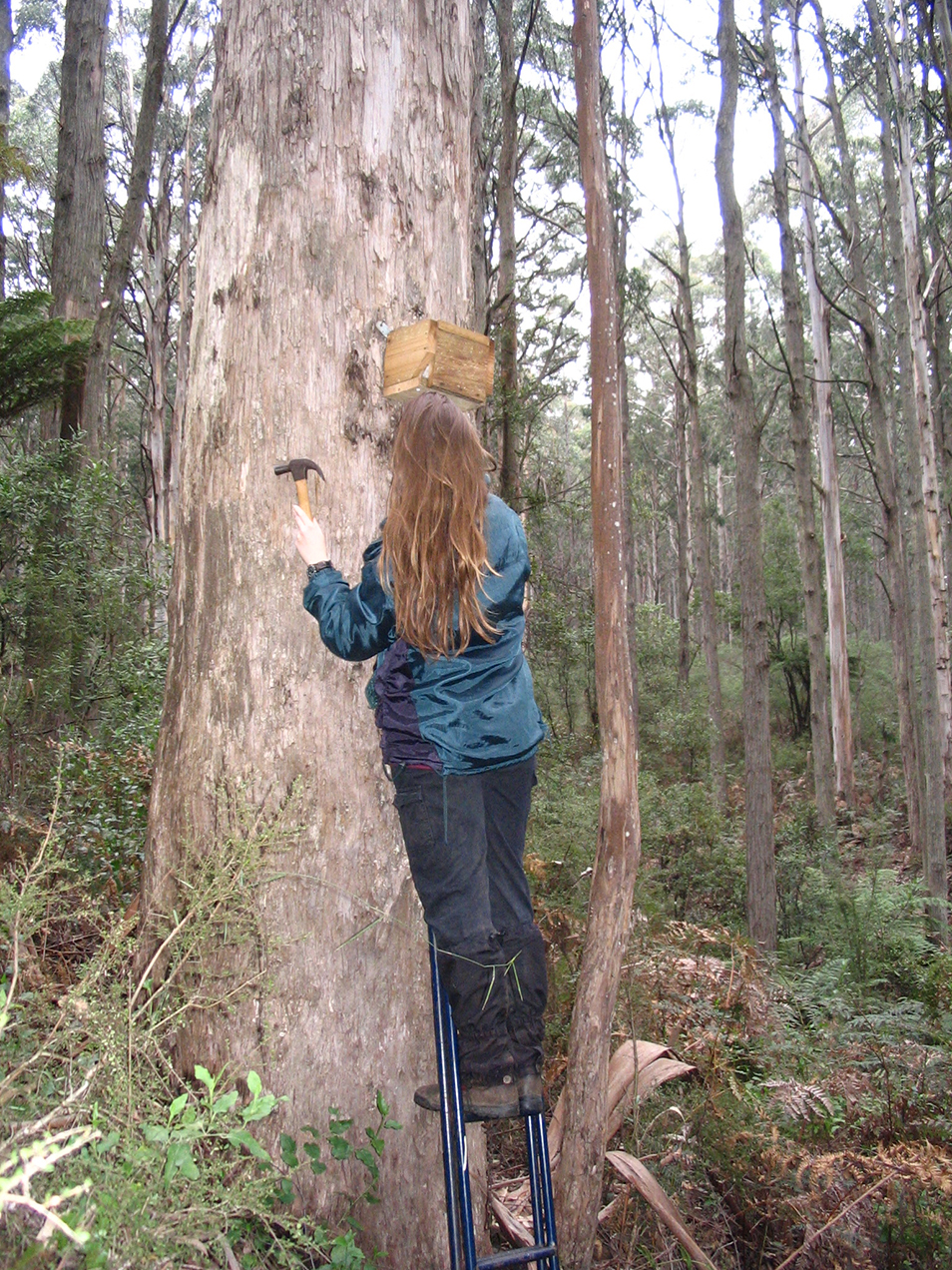 Marissa Parrott placing a nestbox in a tree