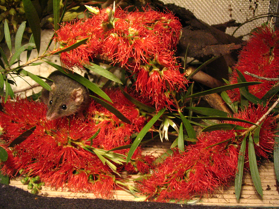 Antechinus surrounded by native flowers