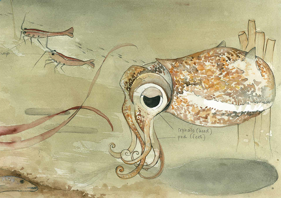 Illustration of a squid with shrimp