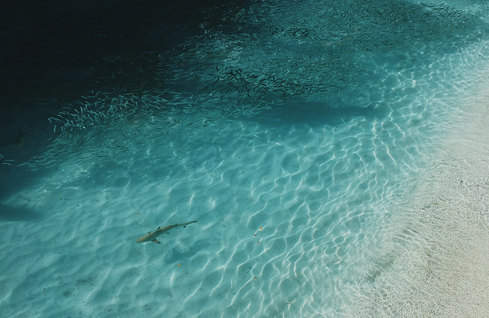 Aerial photo of shark swimming in shallow water