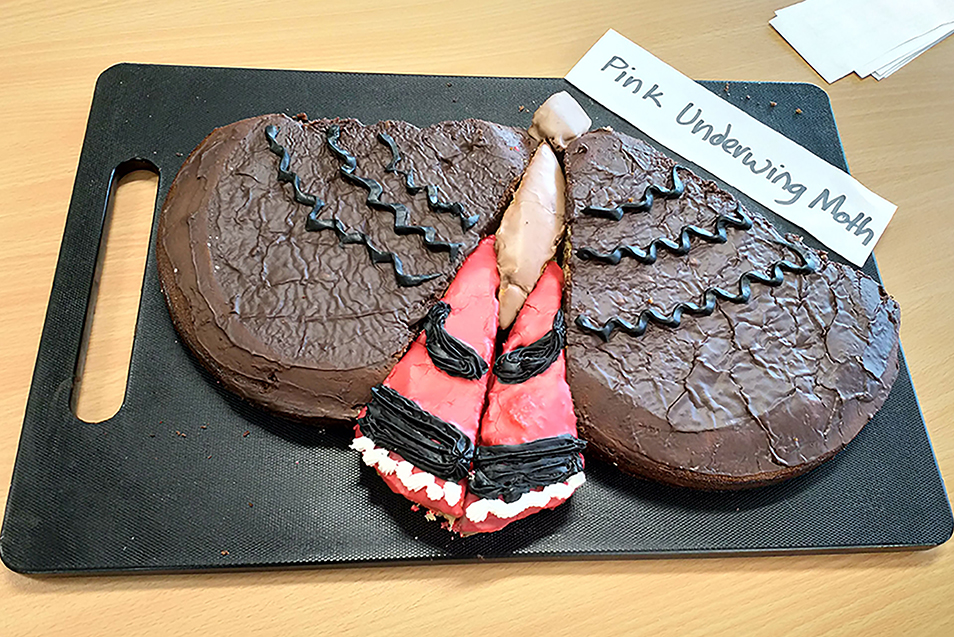 A Pink Underwing Moth cake