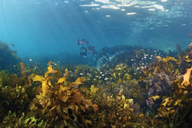 Underwater scene with kelp in foreground and fish in background