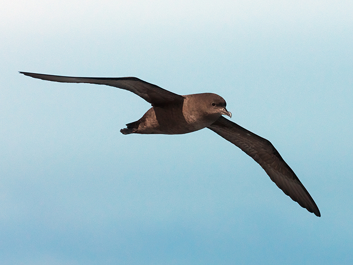 A short-tailed shearwater in flight.