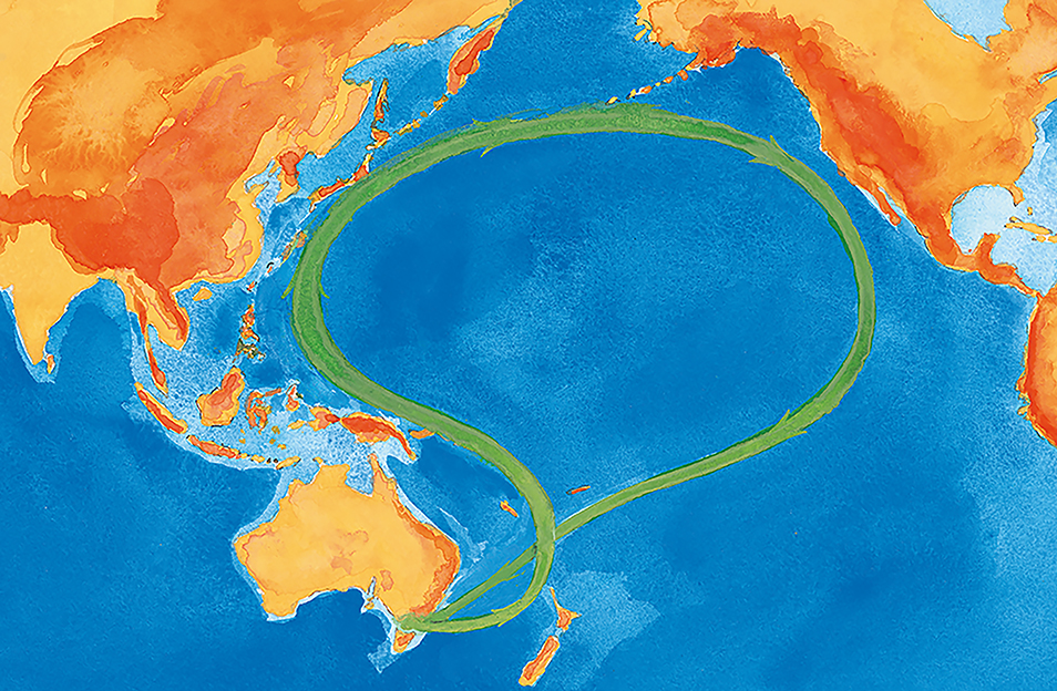 An illustrated map the migration path of the Short-tailed Shearwater