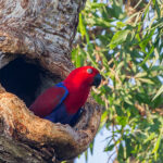 A female eclectus parrot peers from a tree hollow