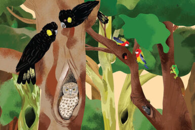 An illustration of animals in tree hollows