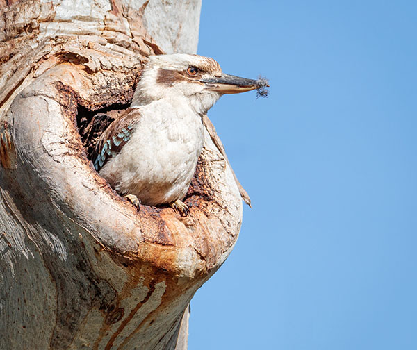 A kookaburra sitting in a tree hollow