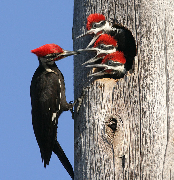 A pileated woodpecker and three chicks