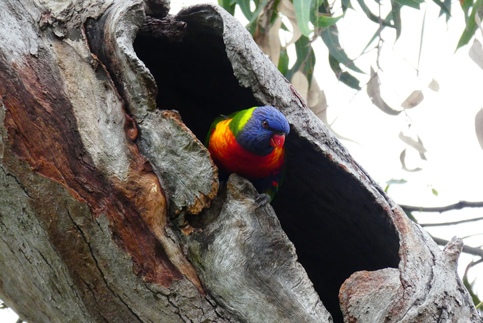 A Rainbow lorikeet sitting in a tree hollow
