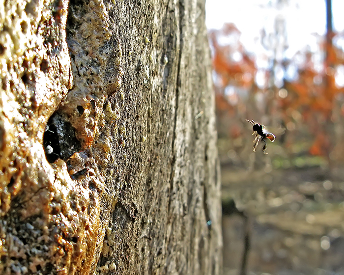 A stingless bee flying towards a tree hollow