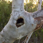 Image of a tree hollow