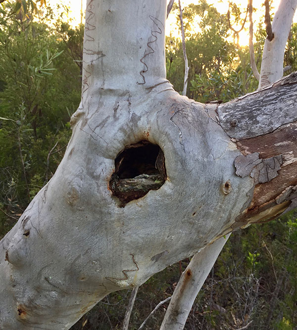 Image of a tree hollow