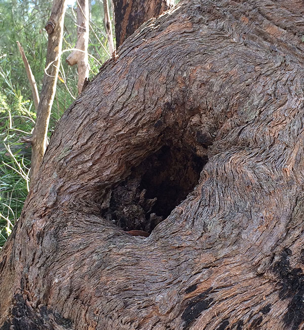 Close up image of a tree hollow