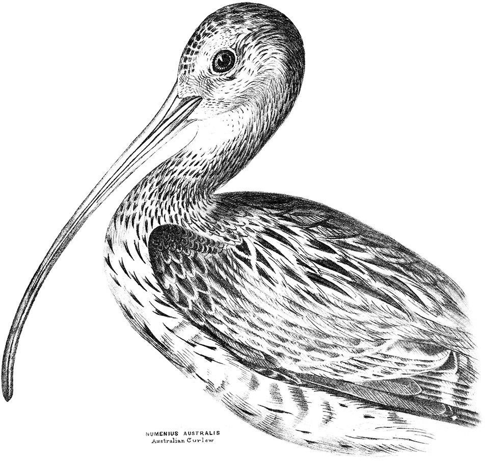 Black and white drawing of an Eastern Curlew
