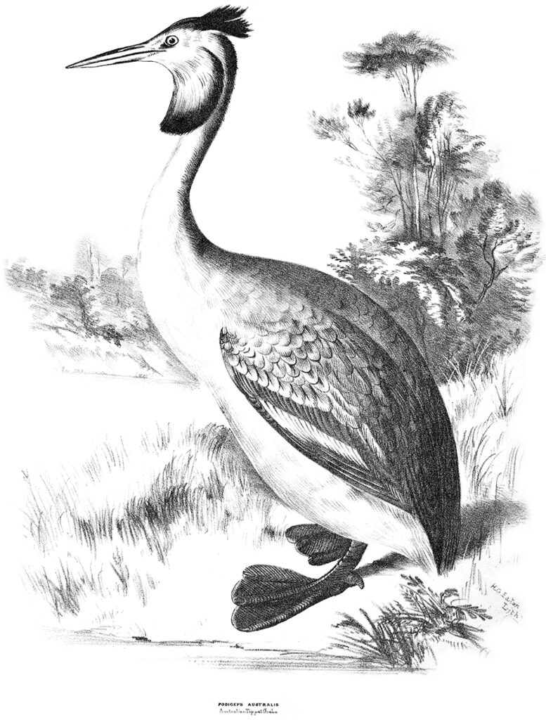 Black and white drawing of a Great Crested Grebe
