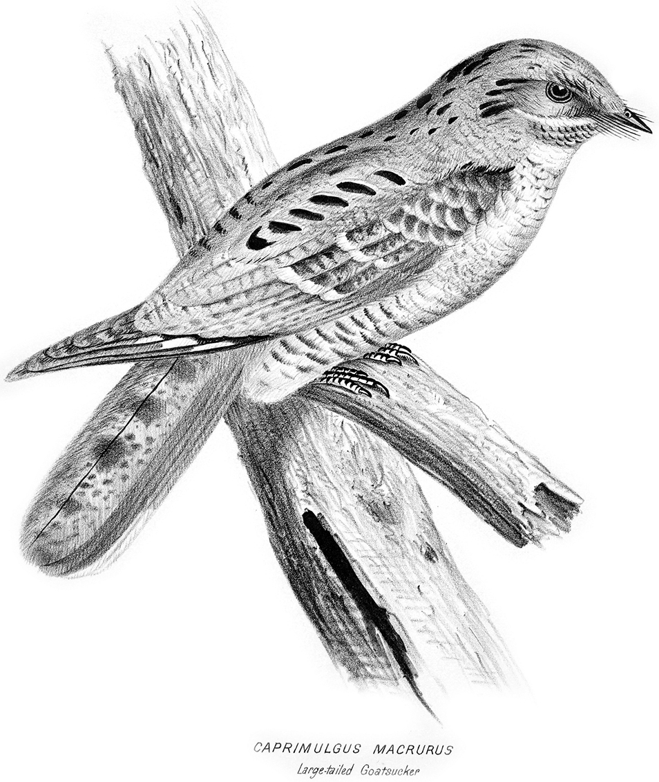 Black and white drawing of a Large-tailed Nightjar