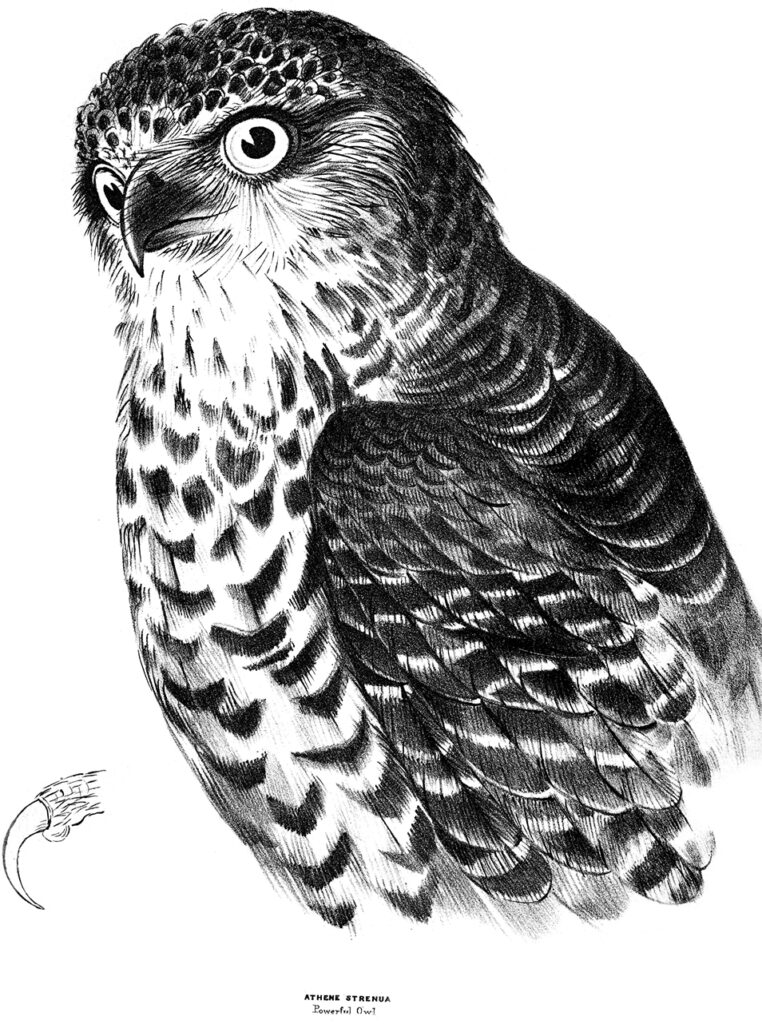 Black and white drawing of a Powerful Owl looking sideways at the viewer