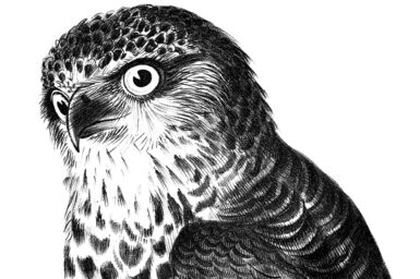 Black and white drawing of a Powerful Owl looking sideways at the viewer