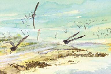 A watercolour illustration of shearwaters in flight