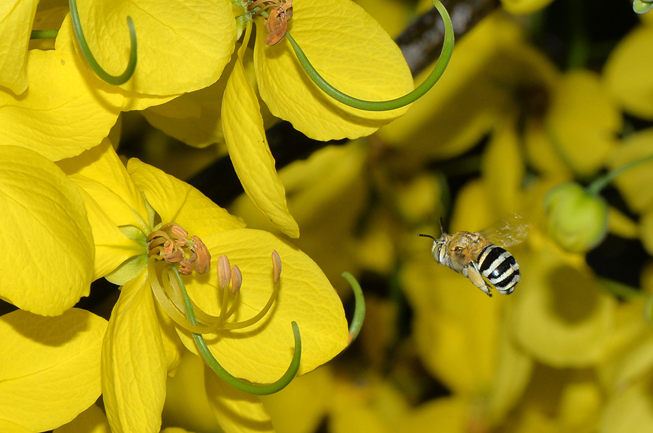 Blue banded bee approaching yellow flowers