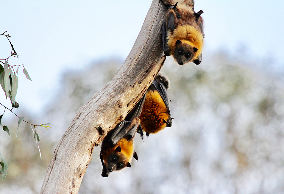 Three flying foxes roosting on a tree