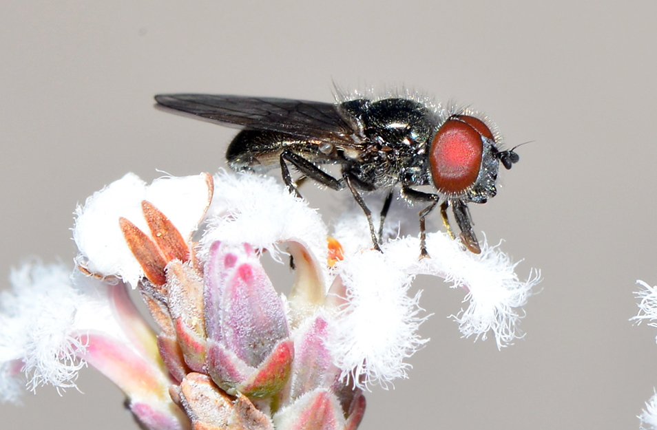 Hover fly feeding on flower