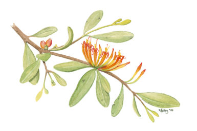 Illustration of Long-flowered Mistletoe in flower